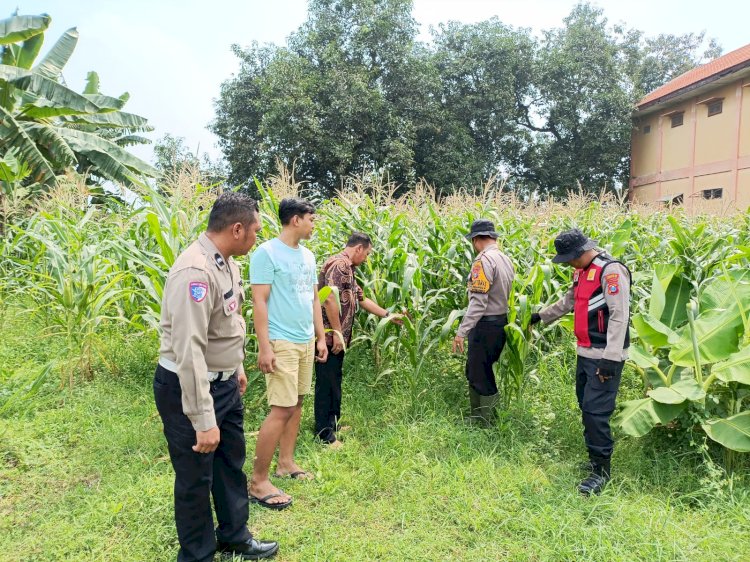 POLRESTA SIDOARJO | Polsek Balongbendo Optimalkan Peran Bhabinkamtibmas Sosialisasikan Ketahanan Pangan Tanaman Jagung